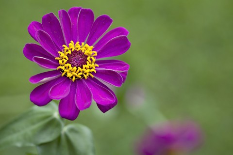 Zinnia Purple Seeds (Zinnia elegans)