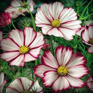 Cosmos Picotee Seeds (Cosmos bipinnatus)