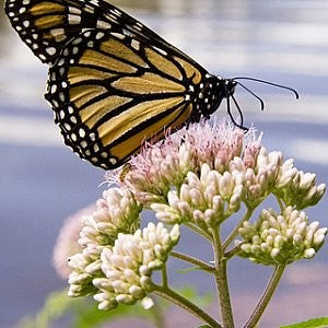 Joe Pye Weed Seeds (Eupatorium purpureum)