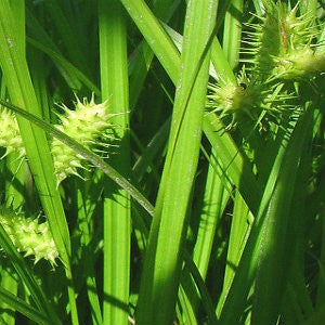 Lurid Sedge Grass Seeds (Carex lurida)