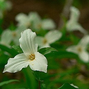 planting trillium seeds Great White Trillium Seeds (Trillium grandiflorum)