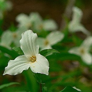 Great White Trillium Seeds (Trillium grandiflorum)