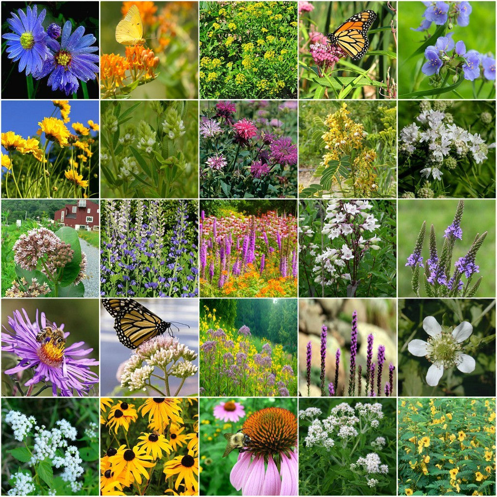 native perennial wildflower seeds Native Perennial Pollinator Wildflower Seed Mix