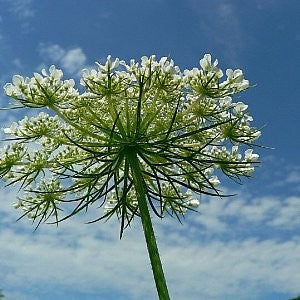 bishops flower seeds Queen Anne'S Lace - (Bishop'S Flower) Seeds