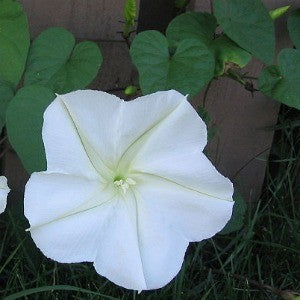 best time to plant moonflower seeds Moonflower Seeds (Ipomoea alba) – Vermont Wildflower Farm
