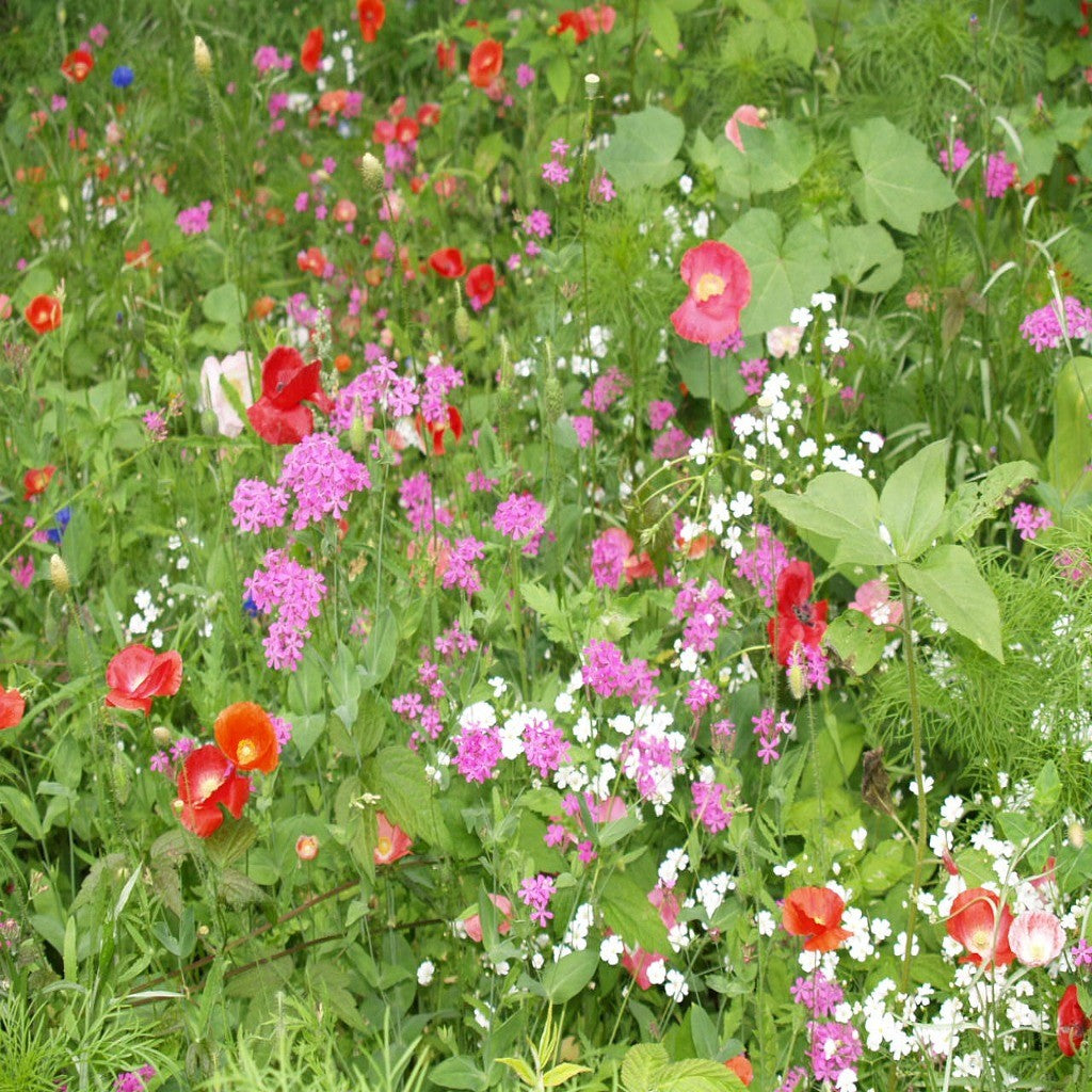 Dry Area Wildflower Seed Mix