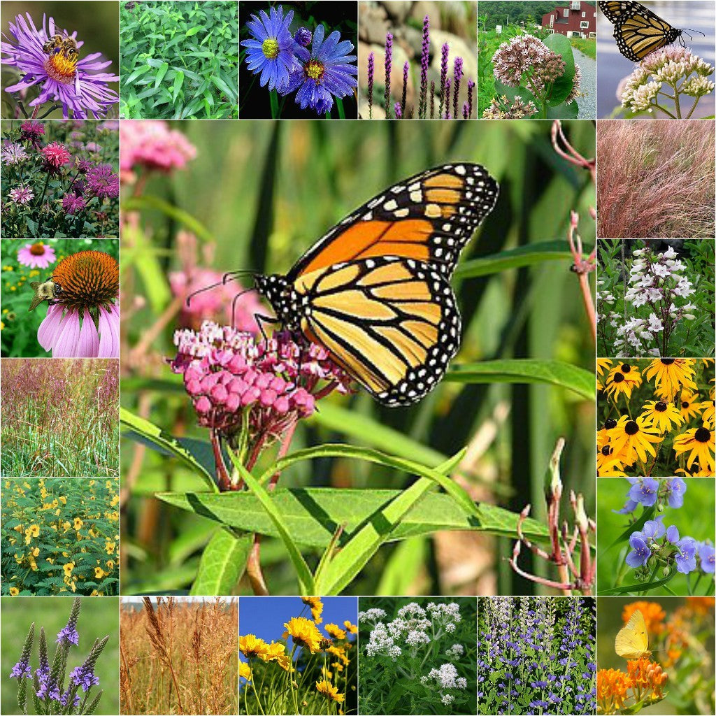 Native Perennial Pollinator Wildflower and Grass Seed Mix