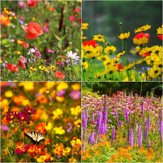 Clay Buster Wildflower Seed Mix