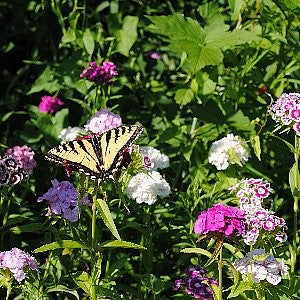 Sweet William Seeds (Dianthus barbatus)