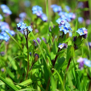 Forget Me Not Perennial Seeds (Myosotis sylvatica)