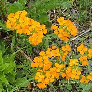 Siberian Wallflower Seeds (Cheiranthus allionii)