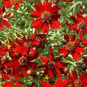Coreopsis Plains Red Seeds (Coreopsis tinctoria)