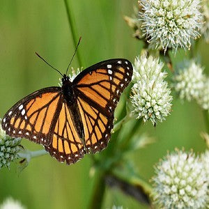 Rattlesnake Master Seeds (Eryngium yuccifolium)