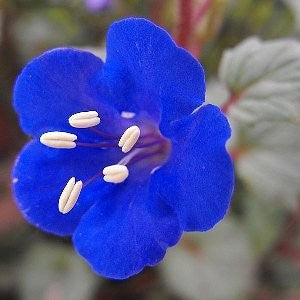California Bluebell Seeds (Phacelia campanularia)