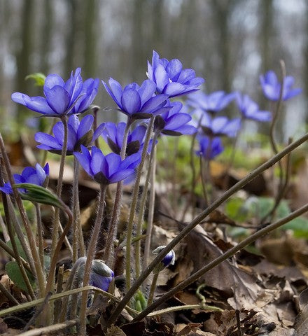 Hepatica