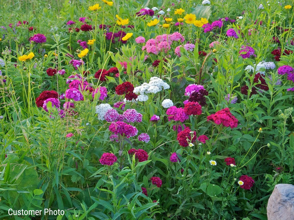Partial Shade Wildflower Seed Mix