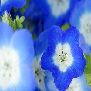 Baby Blue Eyes Seeds (Nemophilia menziesii)