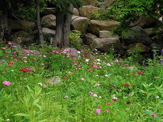 Sweet William Seeds (Dianthus barbatus)