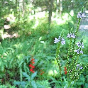 Vervain Blue Seeds (Verbena hastata)