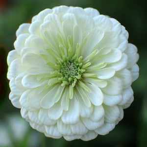 Zinnia White Seeds (Zinnia elegans)