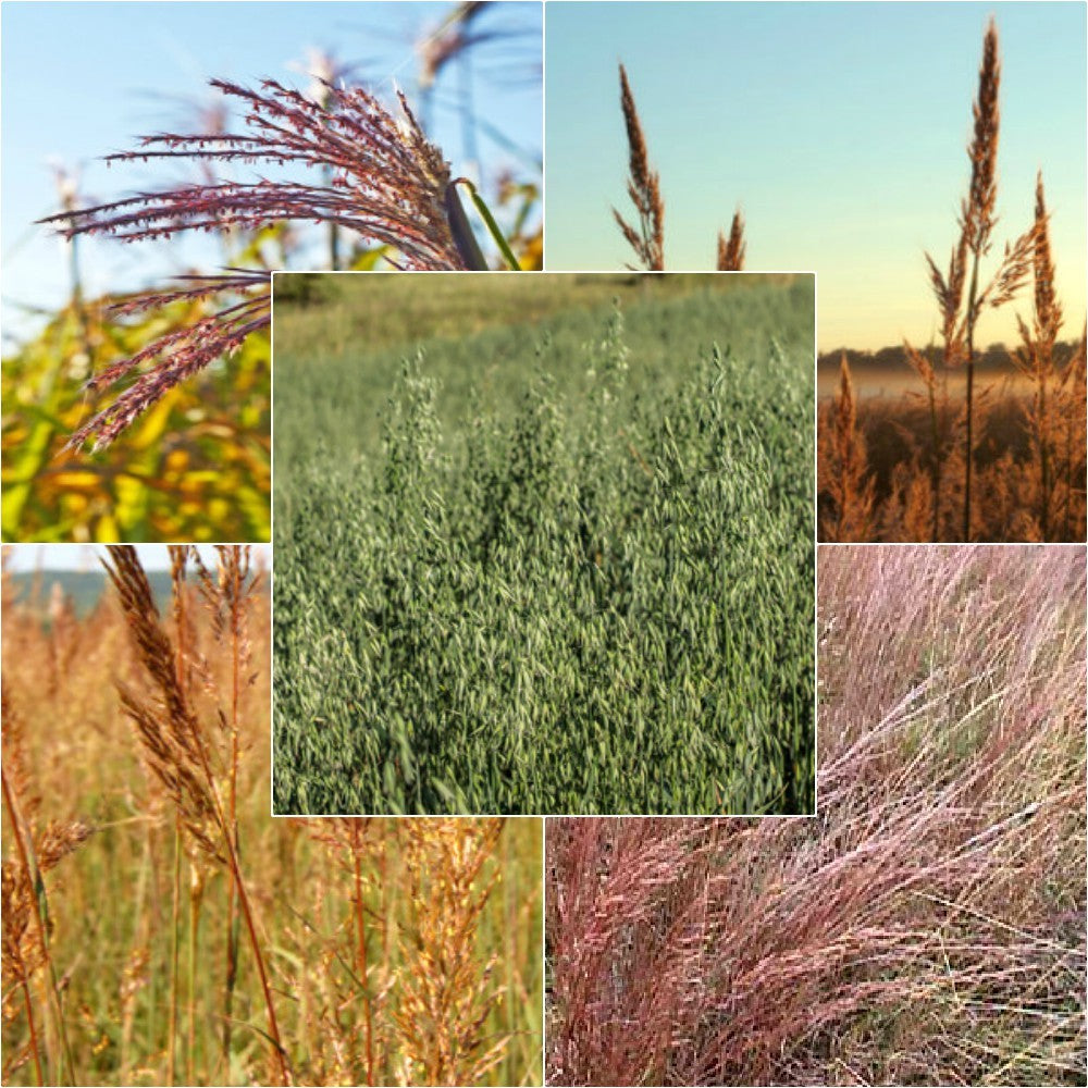 planting wild grass seed Warm Season Grass Seed Mix