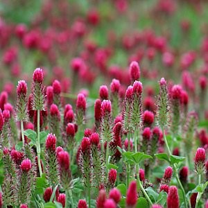 Clover Crimson Seeds (Trifolium incarnatum)