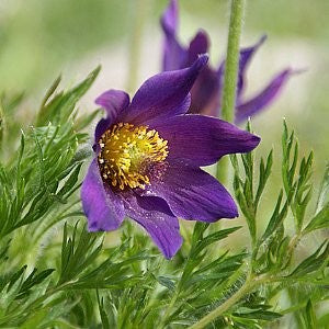 anemone flower seeds Pasque Flower Seeds (Anemone Patens Wolfgangiana)