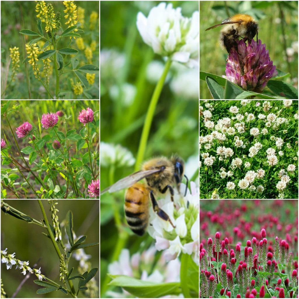 honey bee wildflower seed mix Honeybee Feed and Forage Seed Mix