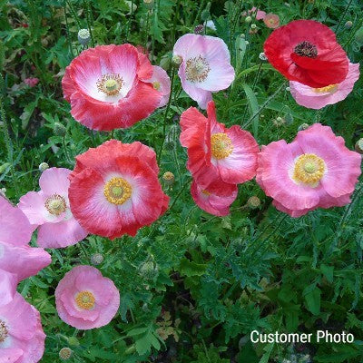 Poppy Multi Mix Seeds (Papaver rhoeas)