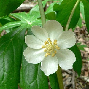 plant wildflower seeds in may Mayapple Seeds (Podophyllum peltatum) – Vermont Wildflower Farm