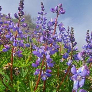 Lupine Arroyo Seeds (Lupinus succulentus)