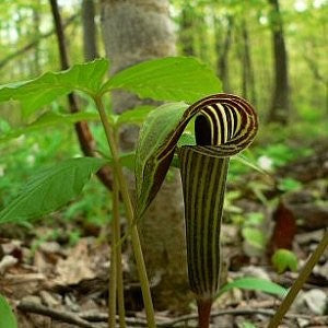 Jack in the Pulpit Seeds (Arisaema triphyllum)