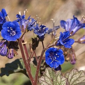 California Bluebell Seeds (Phacelia campanularia)