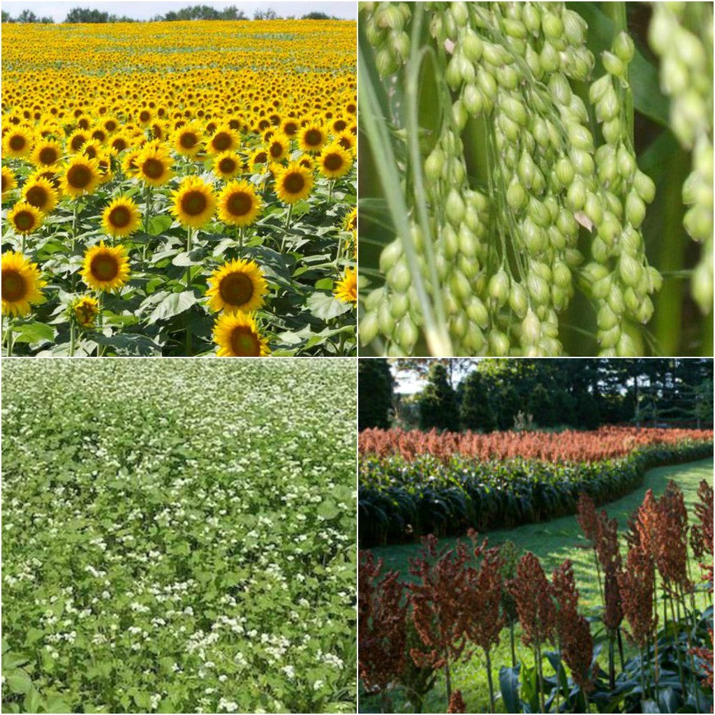 food plot seed for fall planting Wildlife Food Plot Seed Mix