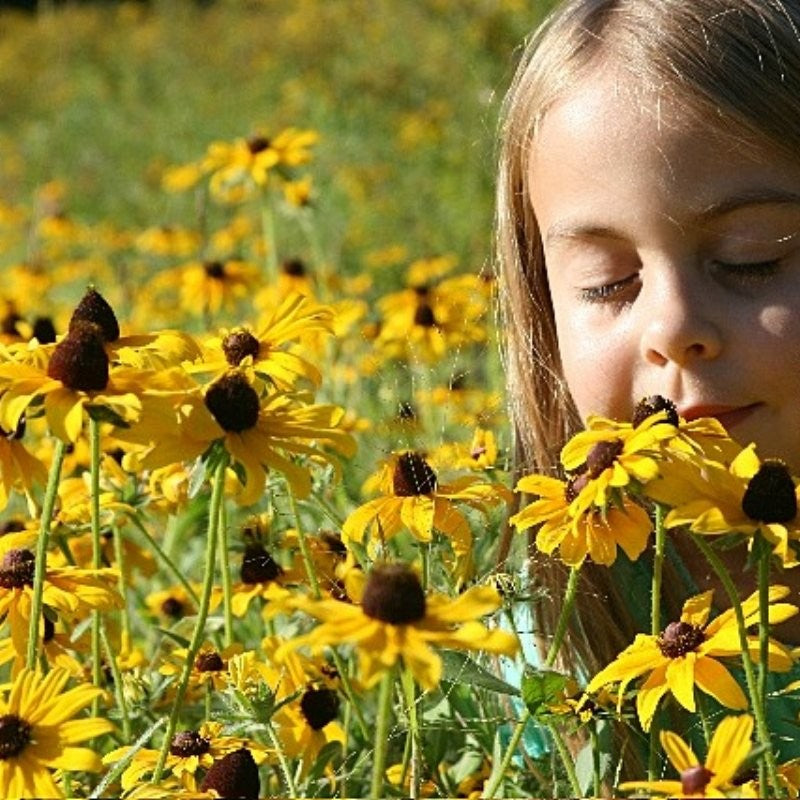 Northeast Native Wildflower Seed Mix