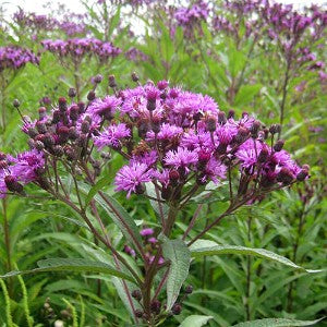 new york wildflowers seeds Ironweed New York Seeds (Vernonia Noveboracensis)