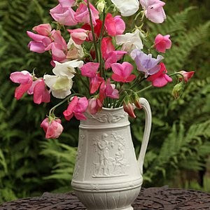 Sweet Pea Mix Seeds (Lathyrus odoratus)