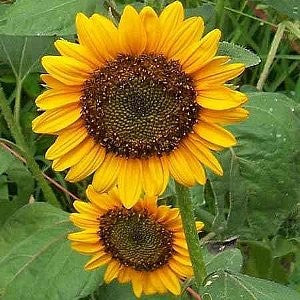 Sunflower Dwarf Sunspot Seeds (Helianthus annuus)