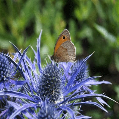 Eryngium 'Blue Star'