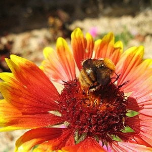 Blanket Flower Seeds (Gaillardia aristata)