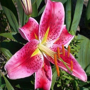 Oriental Lily 'Stargazer'