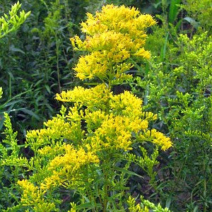 Goldenrod Licorice Scented Seeds (Solidago odora)