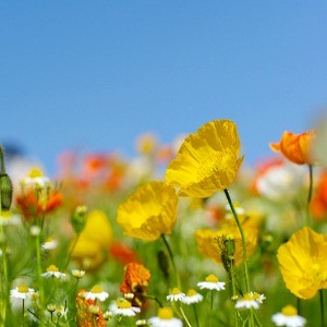 Poppy Iceland Seeds (Papaver nudicaule)