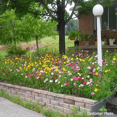 Perennial Low Grow Wildflower Seed Mix