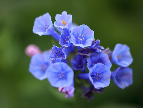 Virginia Bluebells Seeds (Mertensia virginica)