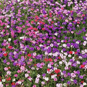 Moss Verbena Mix Seeds (Verbena tenuisecta)
