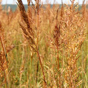 Indiangrass Seeds (Sorghastrum nutans)