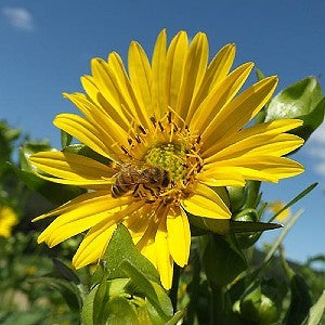 cup plant seeds Cup Plant Seeds (Silphium perfoliatum)