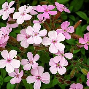 planting soapwort seeds Soapwort Seeds (Saponaria Ocymoides)