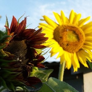 Sunflower Autumn Beauty Seeds (Helianthus annuus)
